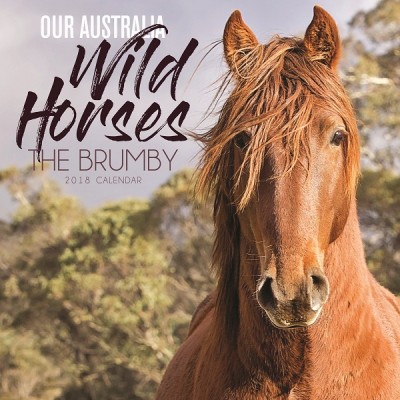 Our Australia Wild Horses the Brumby