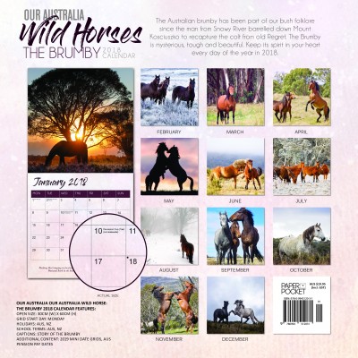 Our Australia Wild Horses the Brumby OBC