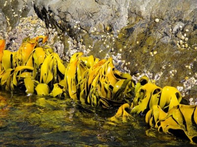 Bruny Oysters