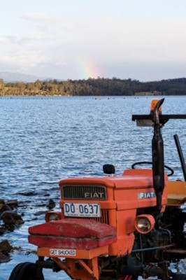 Bruny Oysters