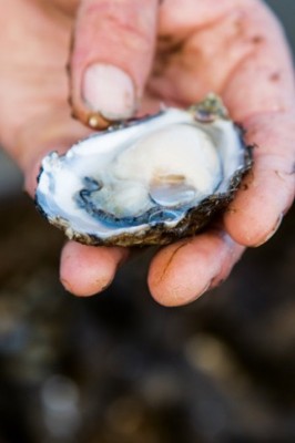 Bruny Oysters