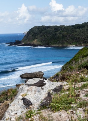 Lord Howe 7