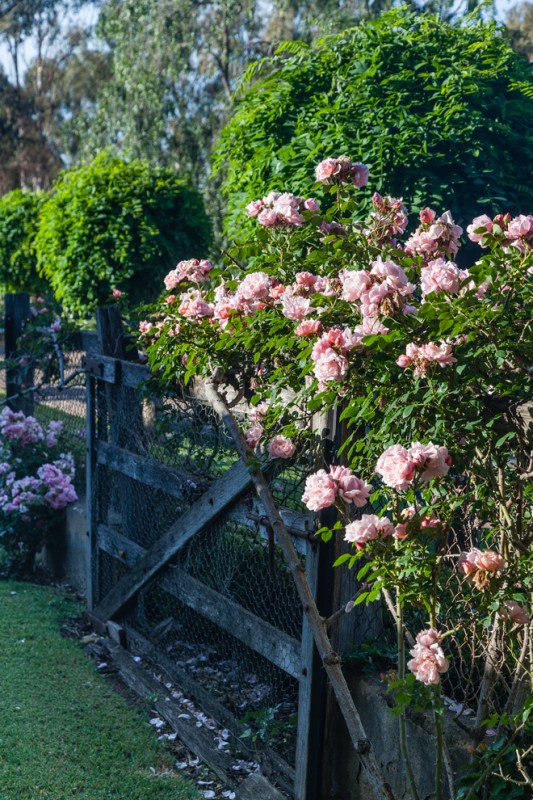 bed of roses kennedy 3