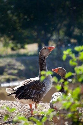 Gympie Farm 10