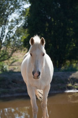 Gympie Farm 11