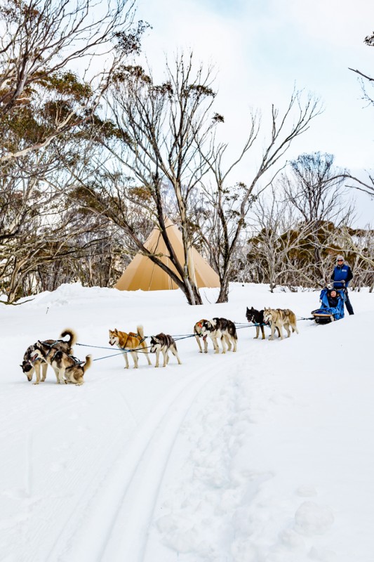 Howling Huskies (2)