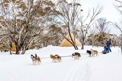 Howling Huskies 3