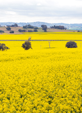 Golden Opportunities- Cowra