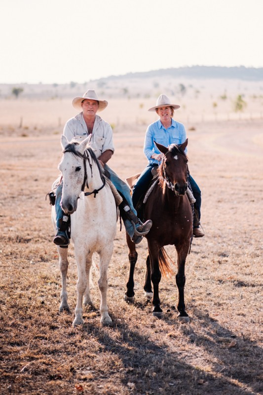 Barfield horses