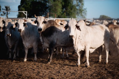 Barfield cows