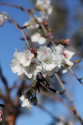 Cowra Japanese Garden 8