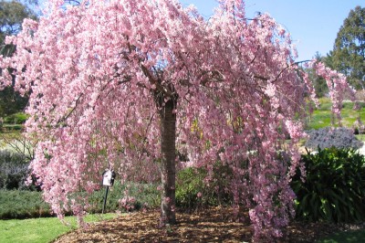 Cowra Japanese Garden 11