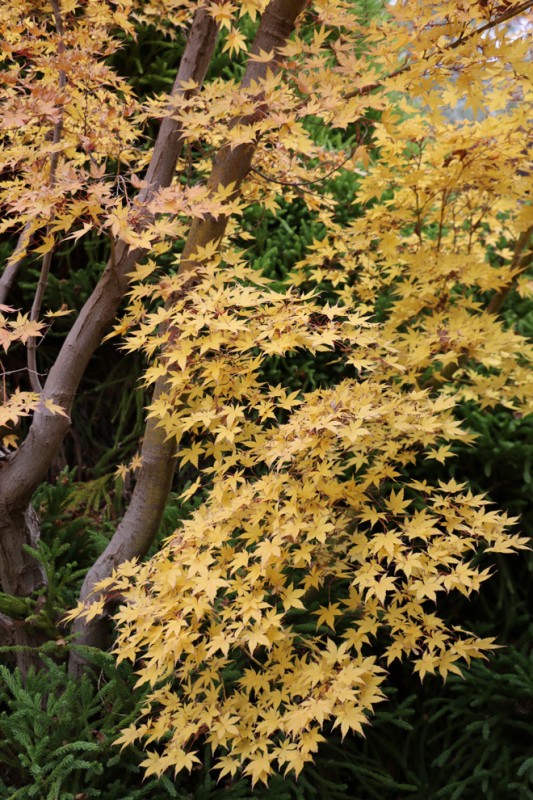 Cowra japanese gardens australian country 4