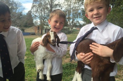 All Scots School year 1 goats