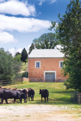 Koonowla history farm