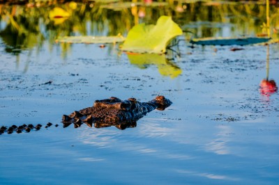 Northern territory top end crocodile