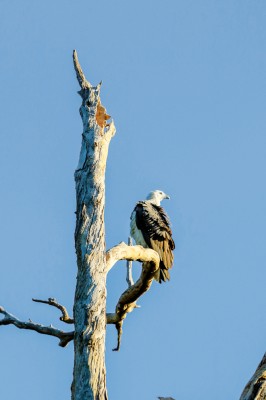 Northern territory top end bird