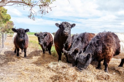 cows Jade Phillips home york peninsula