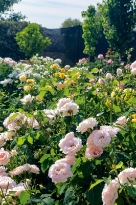 Nooja Lea Gardens florals