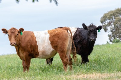 Golden opportunities cows