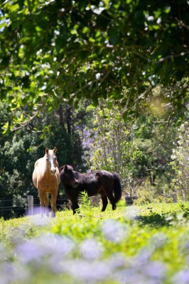 simone williams hillview homestead horses