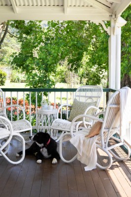 simone williams hillview homestead dog
