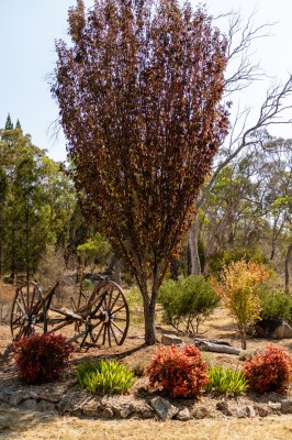 Diamondvale Cottage garden bushland
