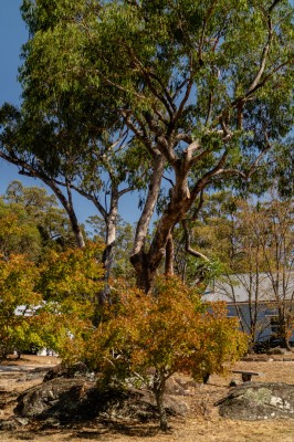 Diamondvale Cottage tress bush b&b