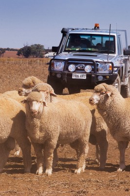 Sheep