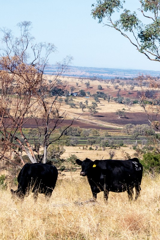 Cows