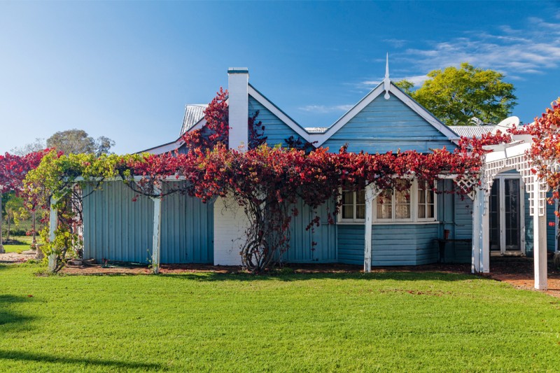 House Flowers