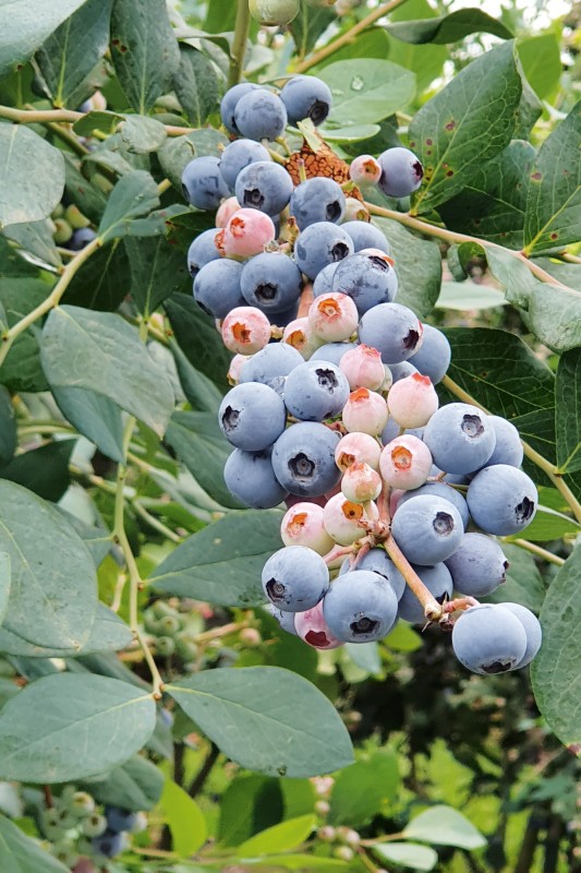 Blueberries