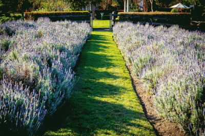 Lavender Edited,jpg