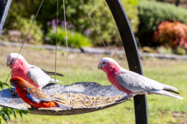 AC_Paradise for Birds