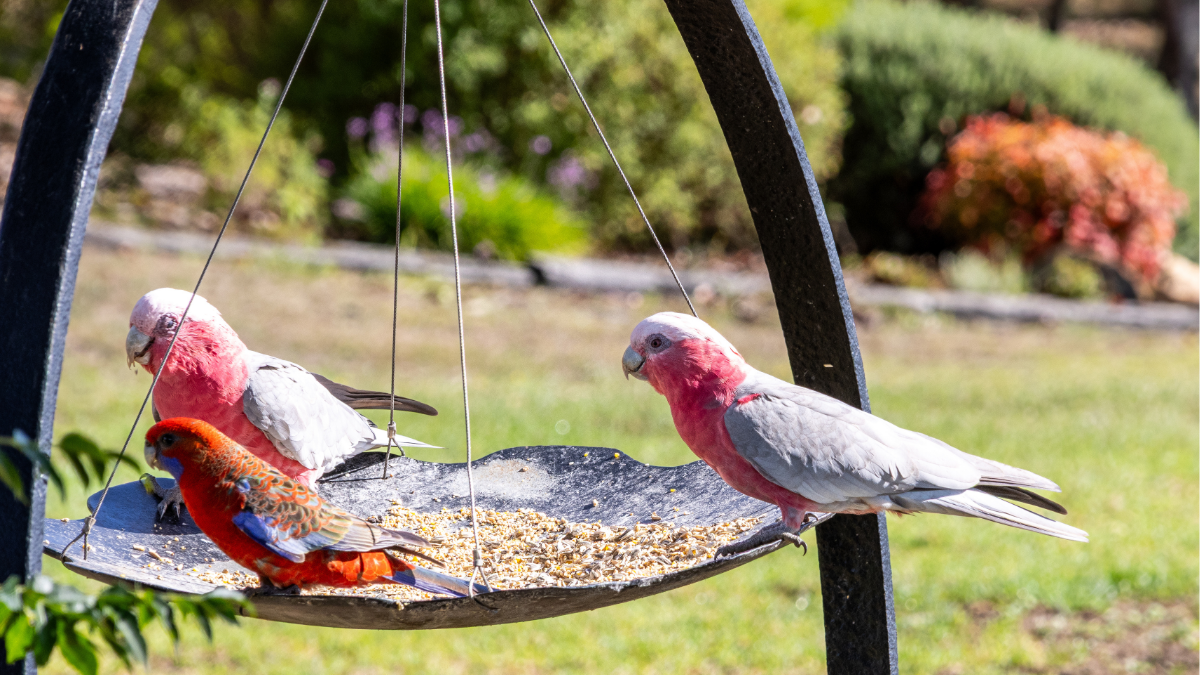 Paradise for Birds